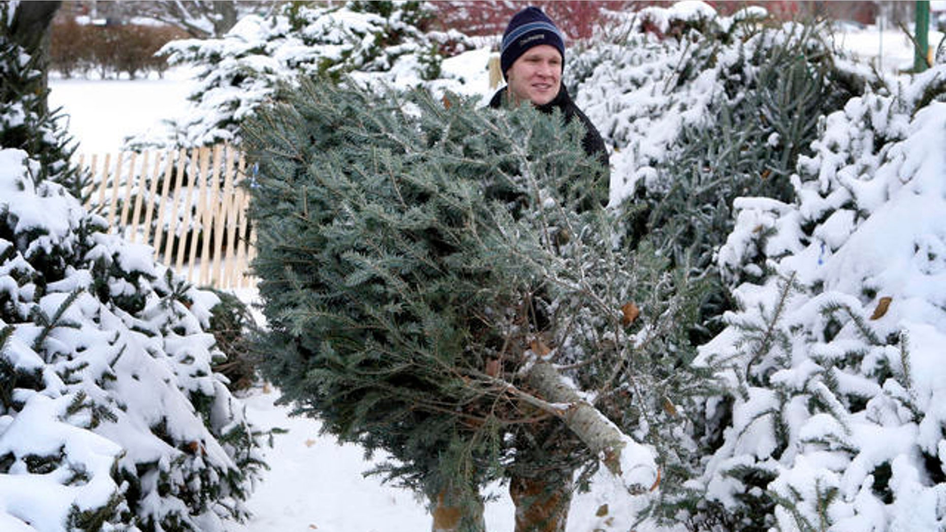 Real Christmas trees, like this one being carried by a man in Maine, are reportedly banned from display this year at the Norton Glen housing complex in Norton, Mass.
