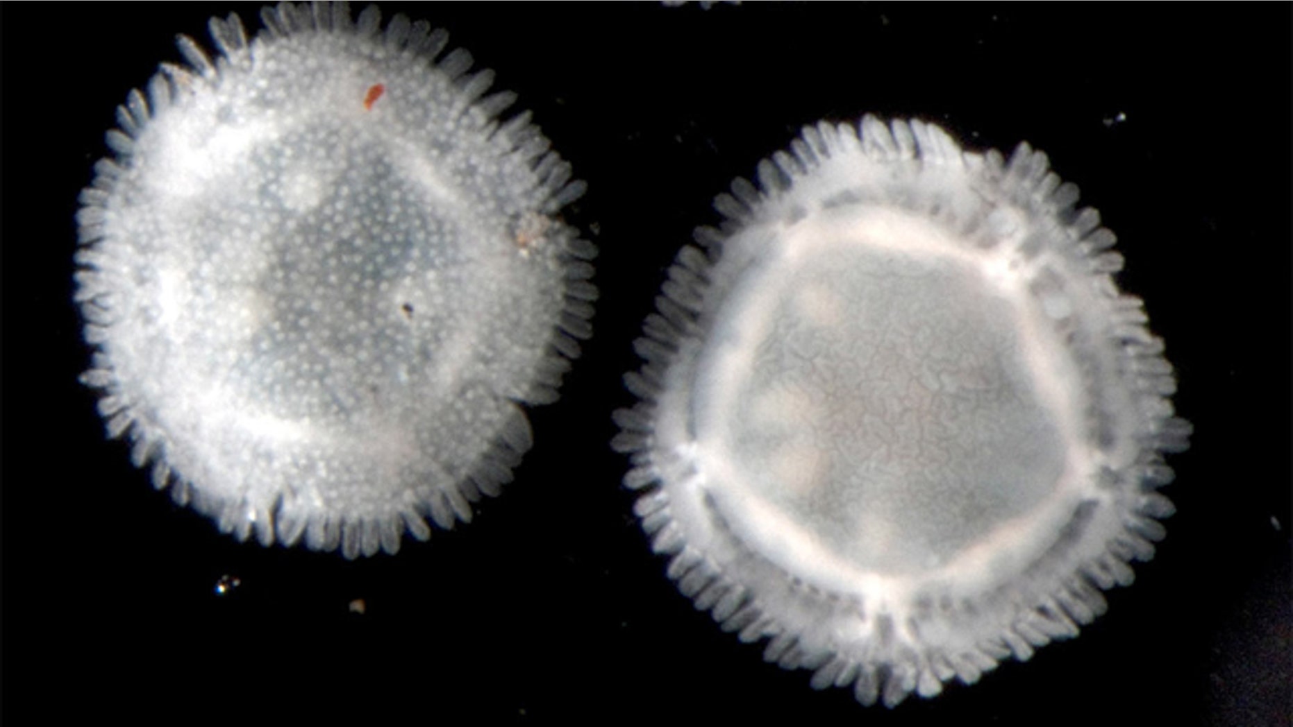 These Xyloplax specimens, spanning less than a quarter-inch (2-5 millimeters) in diameter, were collected in 2010 from the Pacific Ocean at a depth of 7,267 feet (2,202 meters).