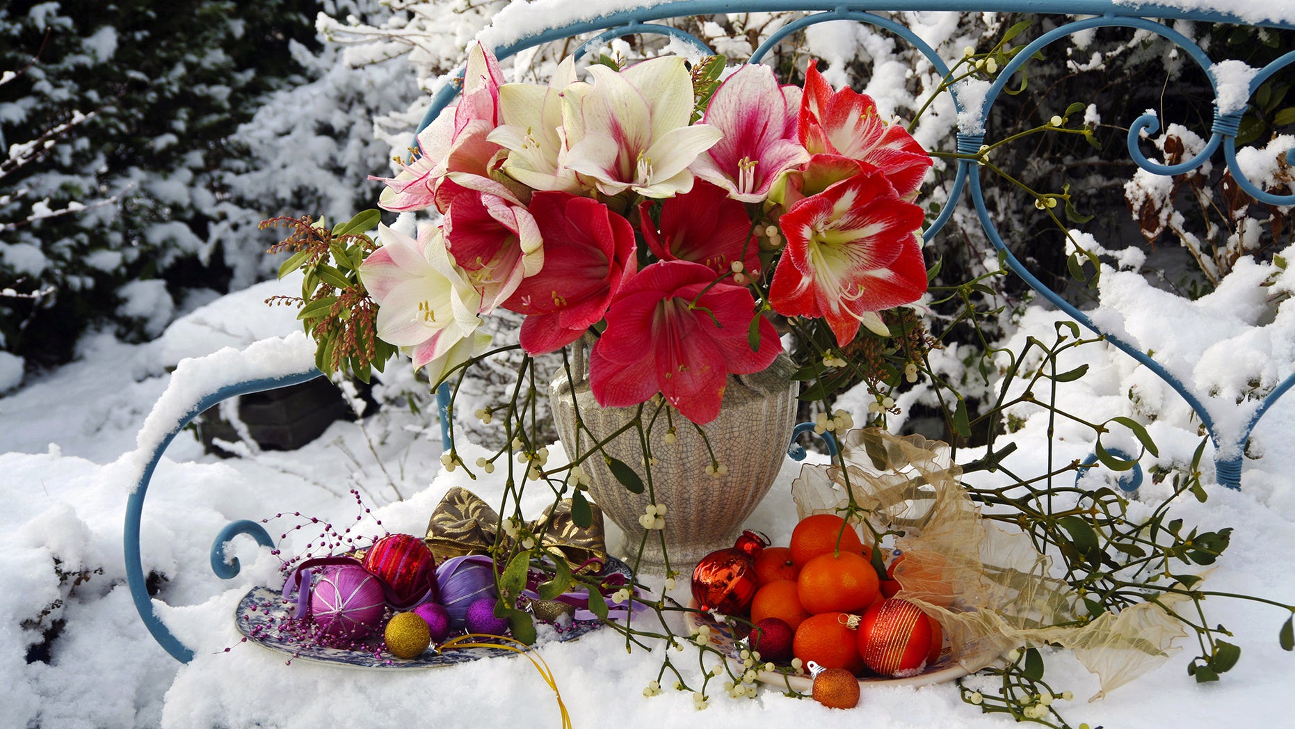 yard-in-winter