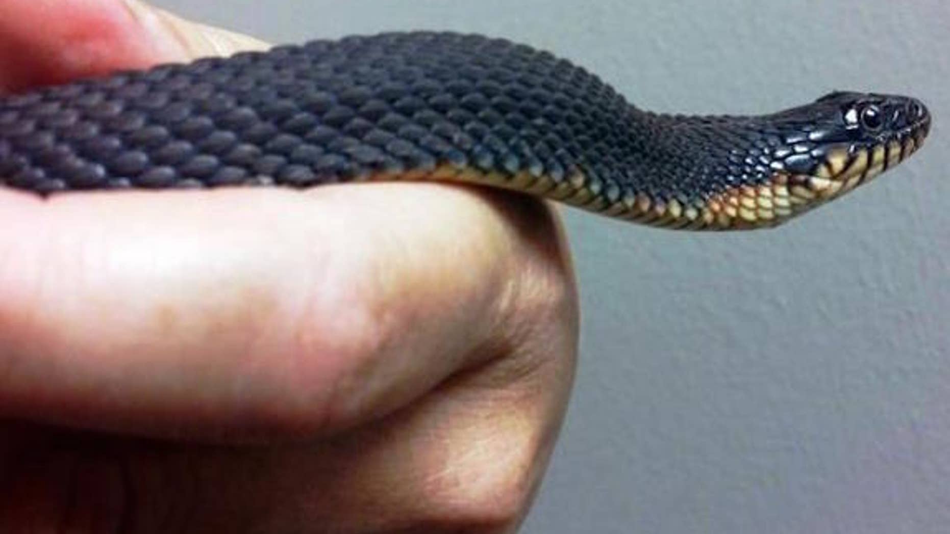 This yellow-bellied water snake at the Cape Girardeau Conservation Nature Center in Missouri may have given birth without help from a male via a reproductive process known as parthenogenesis.