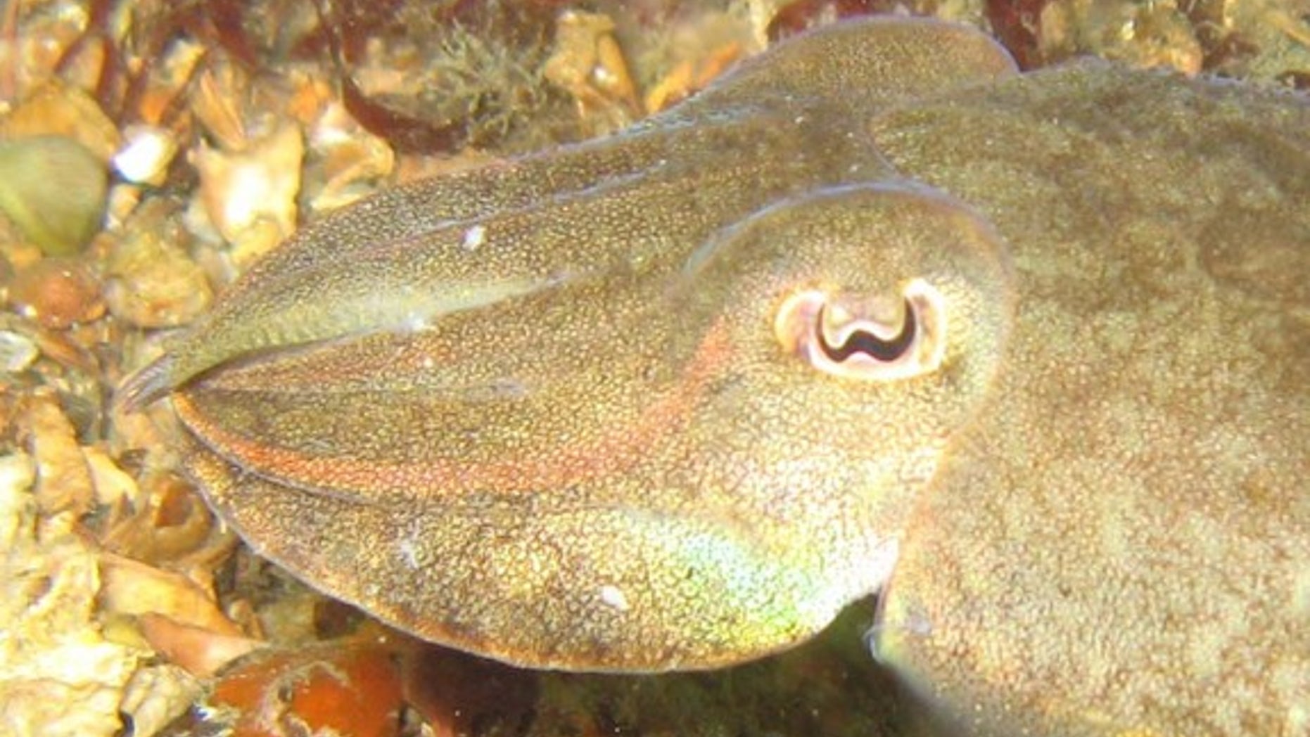 Cuttlefish can rapidly change their colors to blend in.