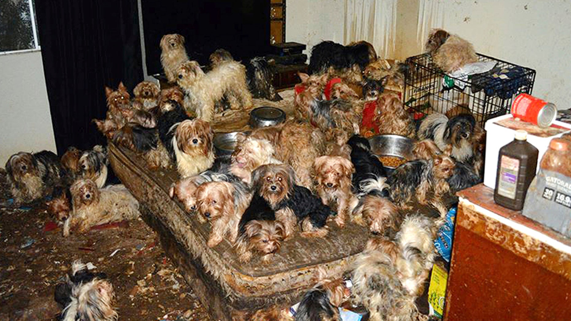 This Jan. 20, 2017, photo provided by the San Diego Humane Society shows the scene where Yorkshire terrier and Yorkie mix dogs were discovered in Poway, Calif.