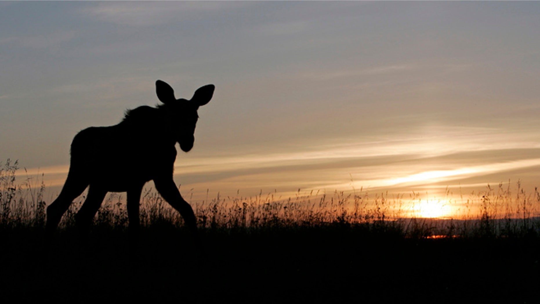 FILE: A four-month-old moose calf walks on a field in a farm north-east of Moscow.