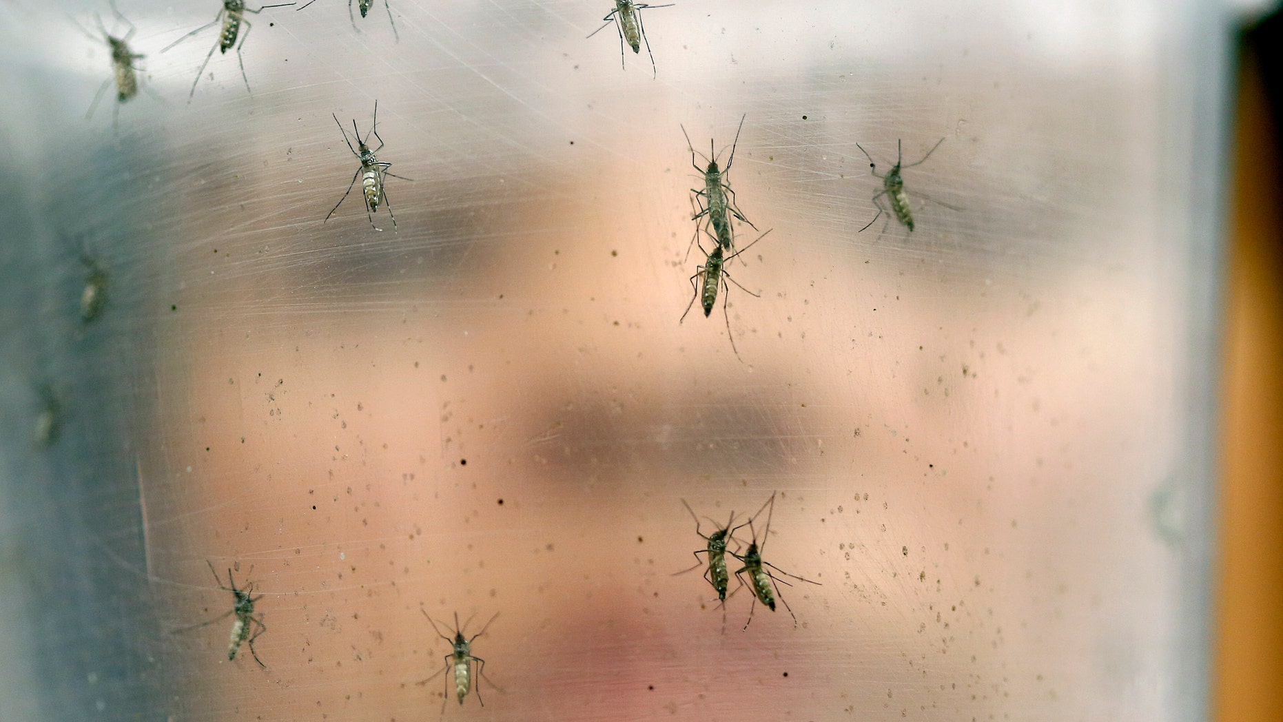 Jan. 18, 2016: In this photo, a researcher holds a container with female Aedes aegypti mosquitoes at the Biomedical Sciences Institute in the Sao Paulo's University in Sau Paulo, Brazil.