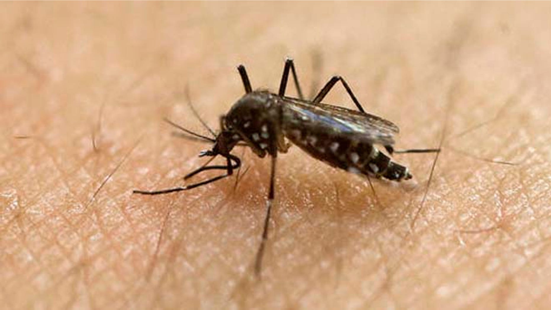 In this Jan. 18, 2016, file photo, a female Aedes aegypti mosquito, known to be a carrier of the Zika virus, acquires a blood meal on the arm of a researcher at the Biomedical Sciences Institute of Sao Paulo University in Sao Paulo, Brazil.