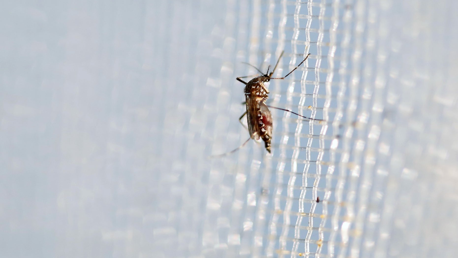 An aedes aegypti mosquitoes is seen in The Gorgas Memorial institute for Health Studies laboratory as they conduct a research on preventing the spread of the Zika virus and other mosquito-borne diseases in Panama City February 4, 2016. REUTERS/Carlos Jasso - RTX25IDW