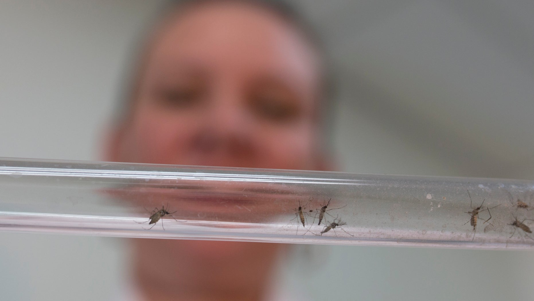 FILE - In this Feb. 11, 2016 file photo, Johanna Yanez holds a tube with Aedes aegypti mosquitoes at a laboratory in Cucuta, Colombia. A study out of Colombia offers compelling evidence that Zika-caused birth defects can occur even when infected pregnant women never develop symptoms. (AP Photo/Ricardo Mazalan, File)