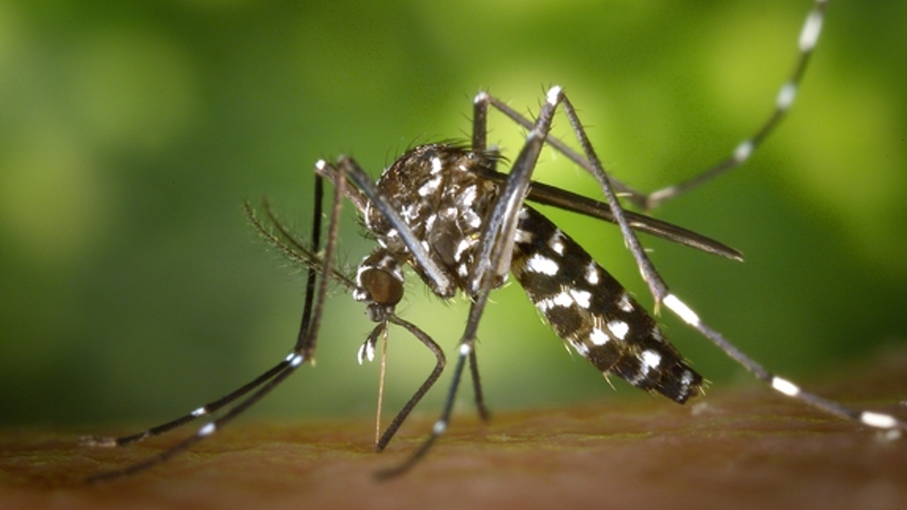 Asian tiger mosquito Aedes albopictus, one of the species that can carry the Zika virus, begins its blood meal.