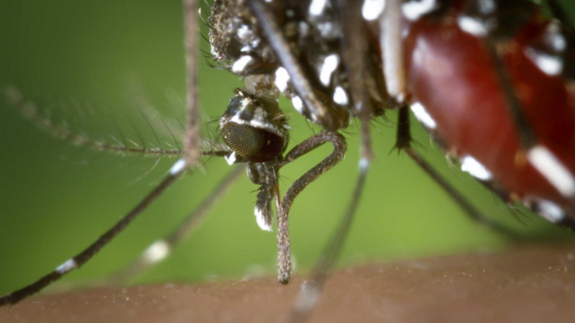 The proboscis of an Asian tiger mosquito (Aedes albopictus), a virus vector common in North America, as it feeds on human blood.