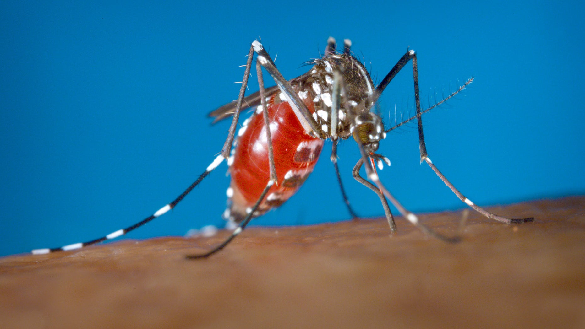 CORRECTS CDC IS INVESTIGATING WHETHER AEDES ALBOPICTUS SPREADS THE ZIKA VIRUS, NOT DEFINITIVE - This 2003 photo provided by the Centers for Disease Control and Prevention shows a female Aedes albopictus mosquito acquiring a blood meal from a human host. On Friday, Jan. 15, 2016, U.S. health officials are telling pregnant women to avoid travel to Latin America and Caribbean countries with outbreaks of a tropical illness linked to birth defects. The Zika virus is spread through mosquito bites from Aedes aegypti and the CDC is investigating whether it is also spread by Aedes albopictus. The disease causes only a mild illness in most people. But theres been mounting evidence linking the virus to a surge of a rare birth defect in Brazil. (James Gathany/Centers for Disease Control and Prevention via AP)