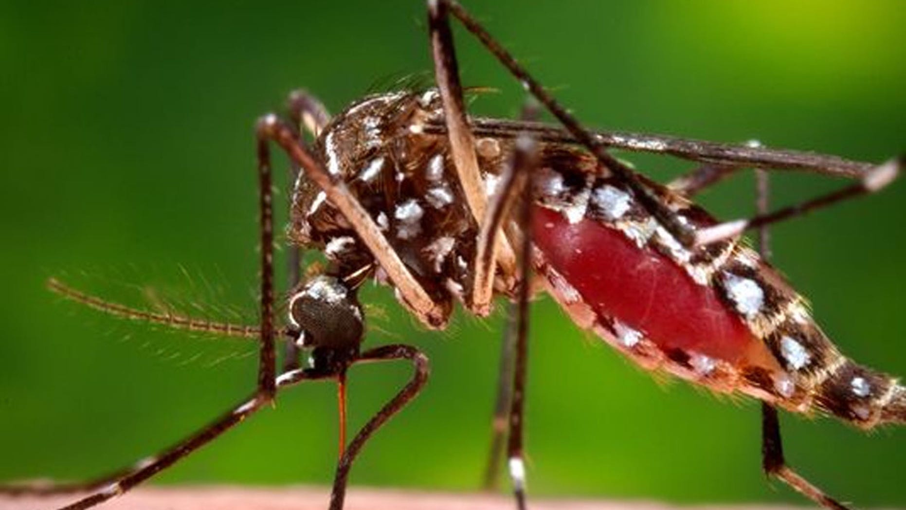 Most major U.S. airlines and some cruise lines are allowing concerned customers change travel plans due to the Zika virus.