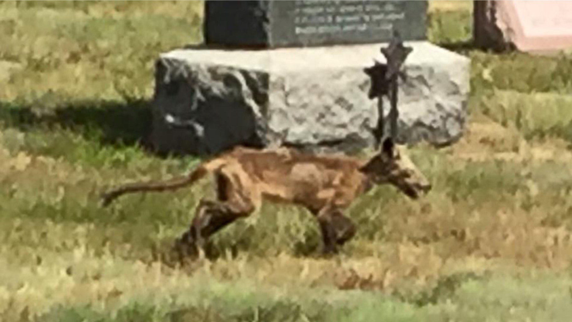 Zombie dog or mangy fox? (Merrimack Police Department)