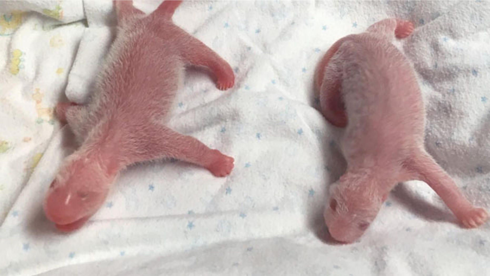 These panda twins were born Saturday at Atlanta's zoo. (Zoo Atlanta)
