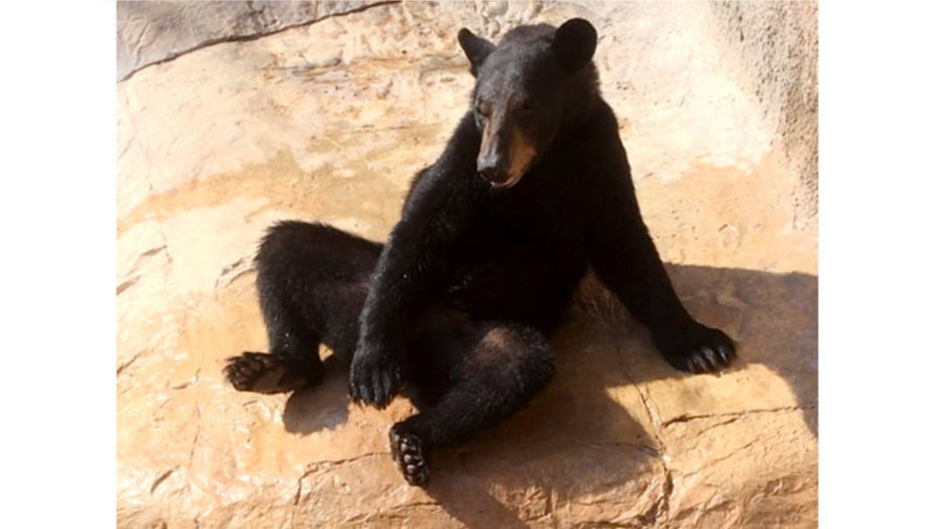Aug 4, 2014: This photo provided by the Gladys Porter Zoo shows Oscar, a black bear a few minutes before he managed to climb out of his exhibit area at the Gladys Porter Zoo in Brownsville, Texas.