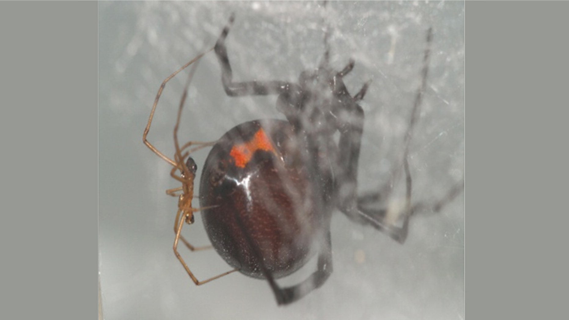 A black widow spider couple clings to a web. Recent research shows that males of the species seek out recently-fed females for mating.