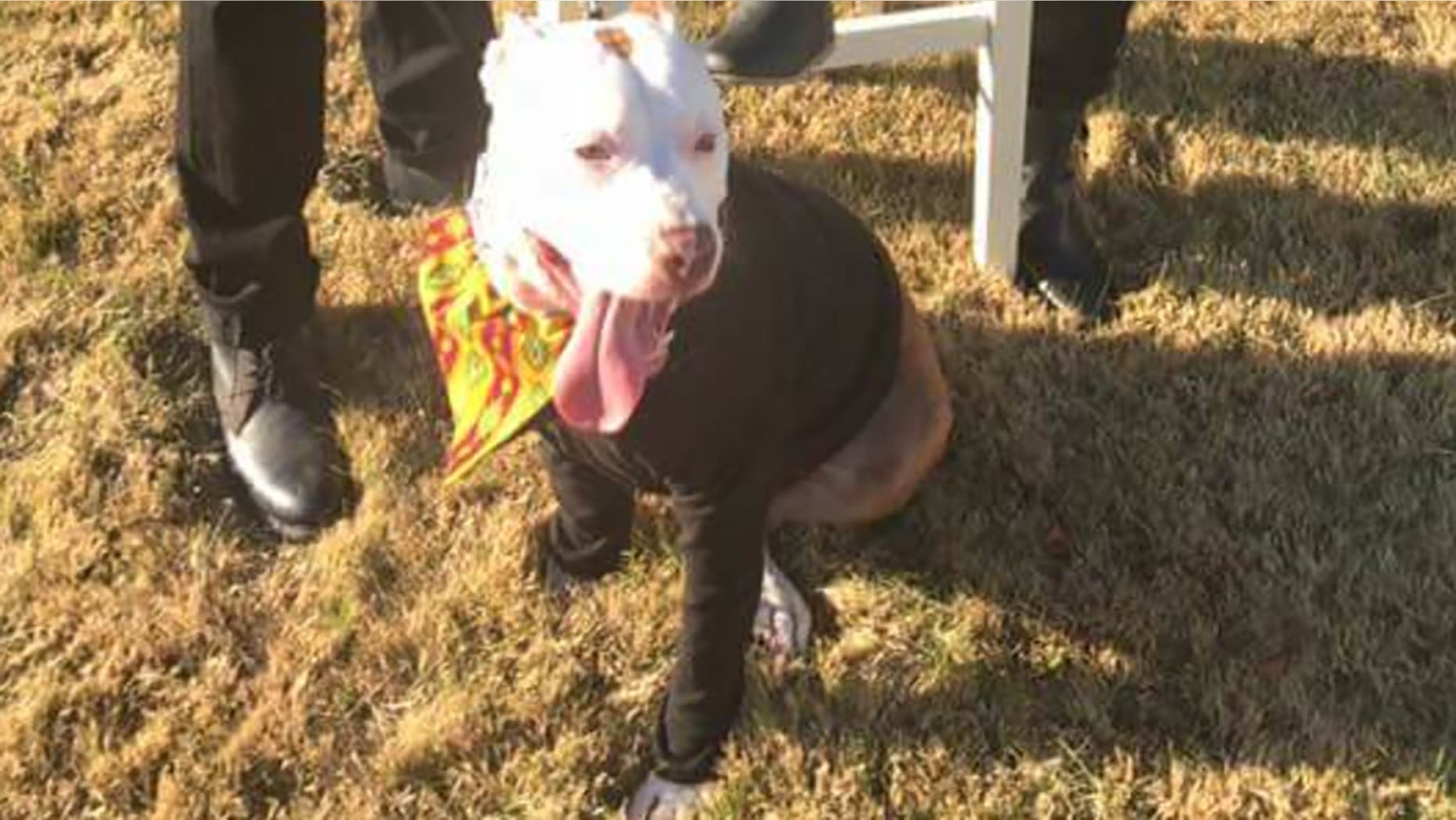 Zulu the pit bull was shot in the midsection on Dec. 17 after charging at intruders. He is making a full recovery.