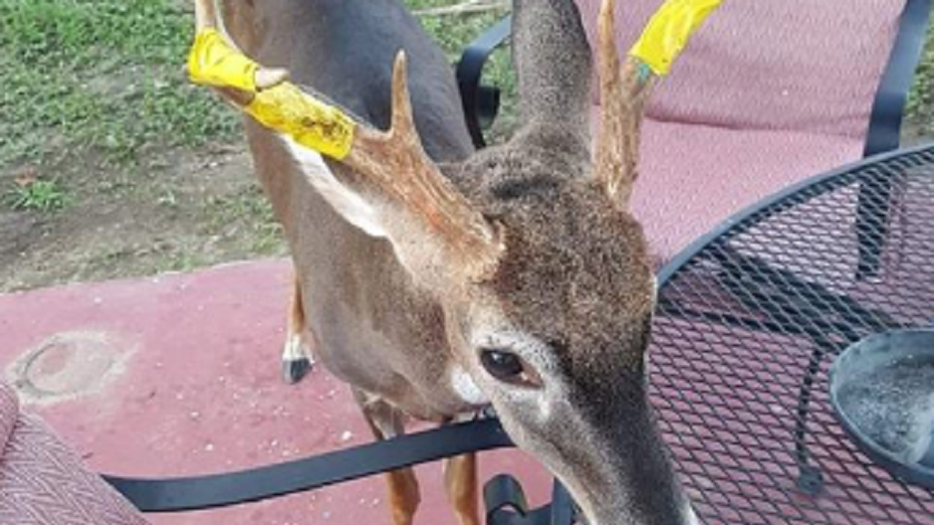 A South Carolina put a yellow band around his pet deer so that local hunters know that he should not be killed. 
