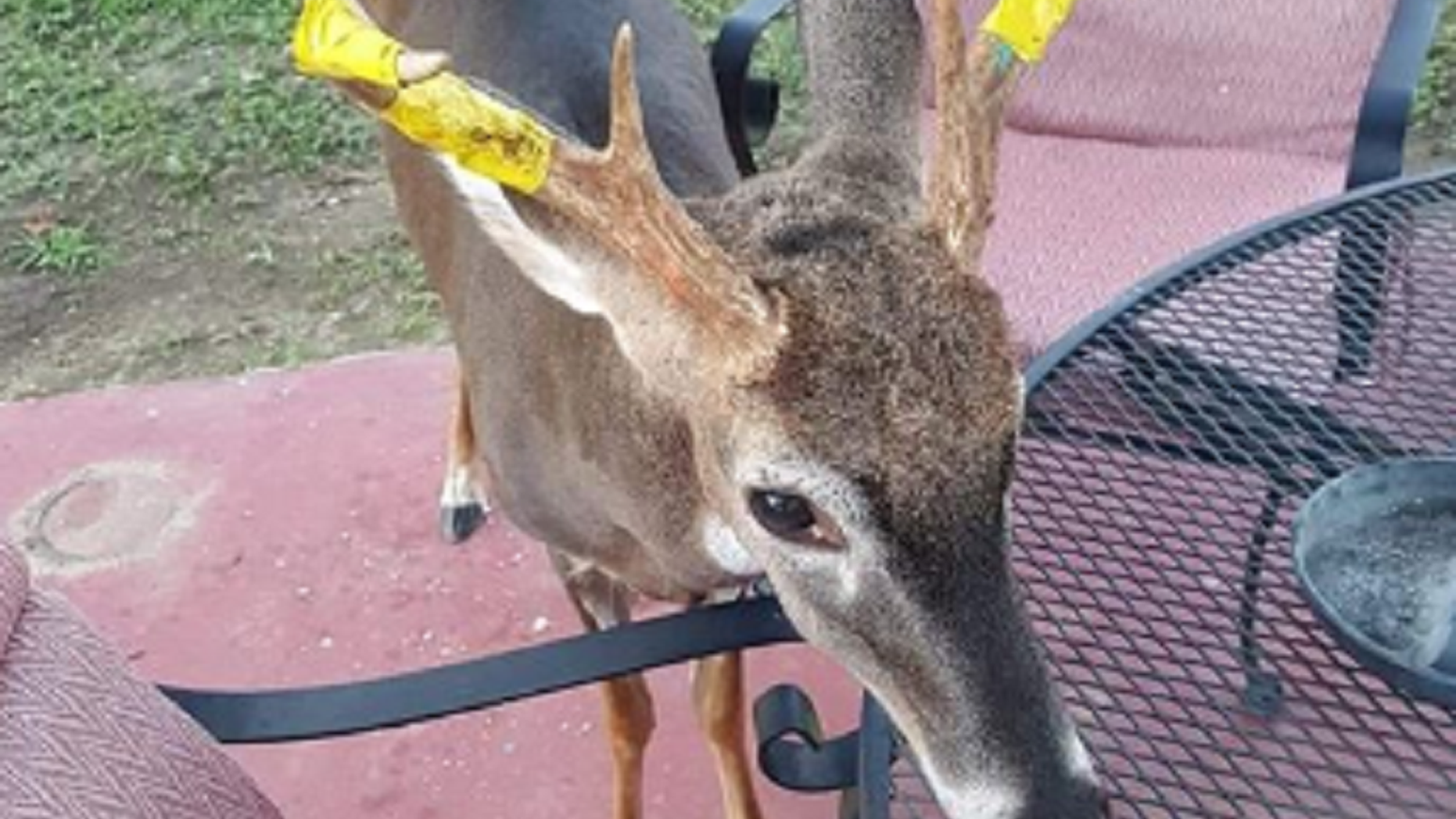 A South Carolina band put yellow tape around their pet stalk, so local hunters would know not to kill it.