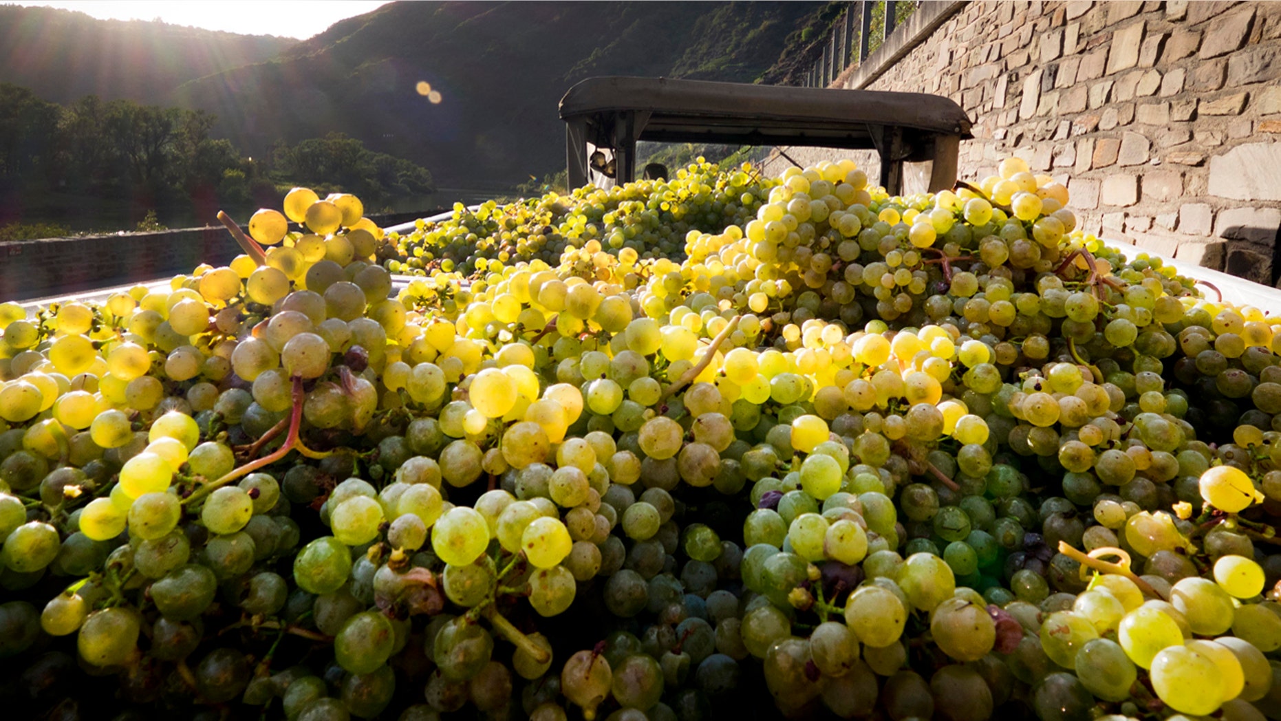 FILE: Grapes lie on a trailer on the bottom of the Calmont vineyard near Bremm, Germany. Nicolas DeMeyer, 41, was scheduled to plead guilty before a Manhattan federal judge to stealing $1.2 million worth of rare wines before jumping to his death Tuesday.