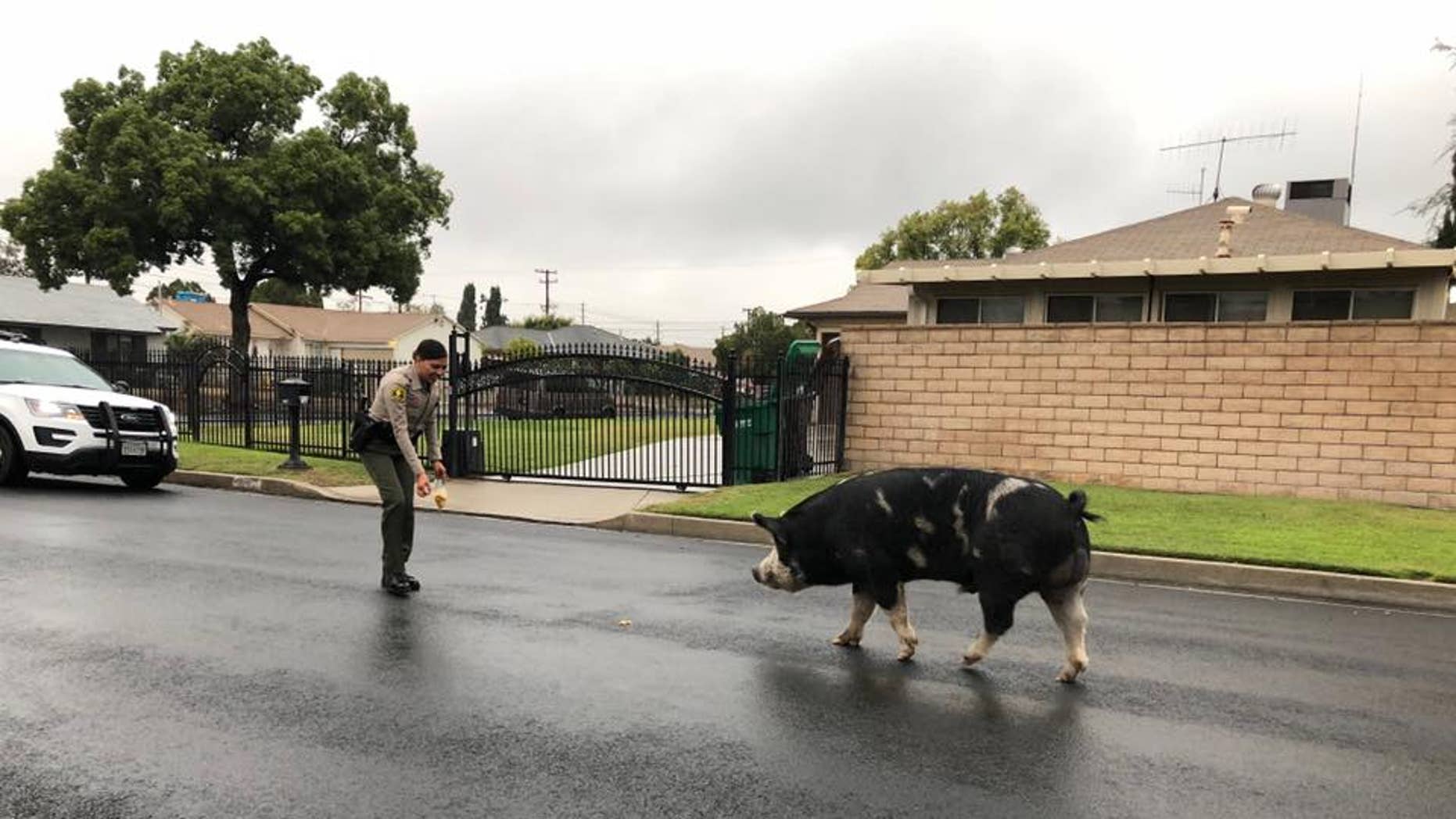 Calif. deputies lure runaway pig with Doritos