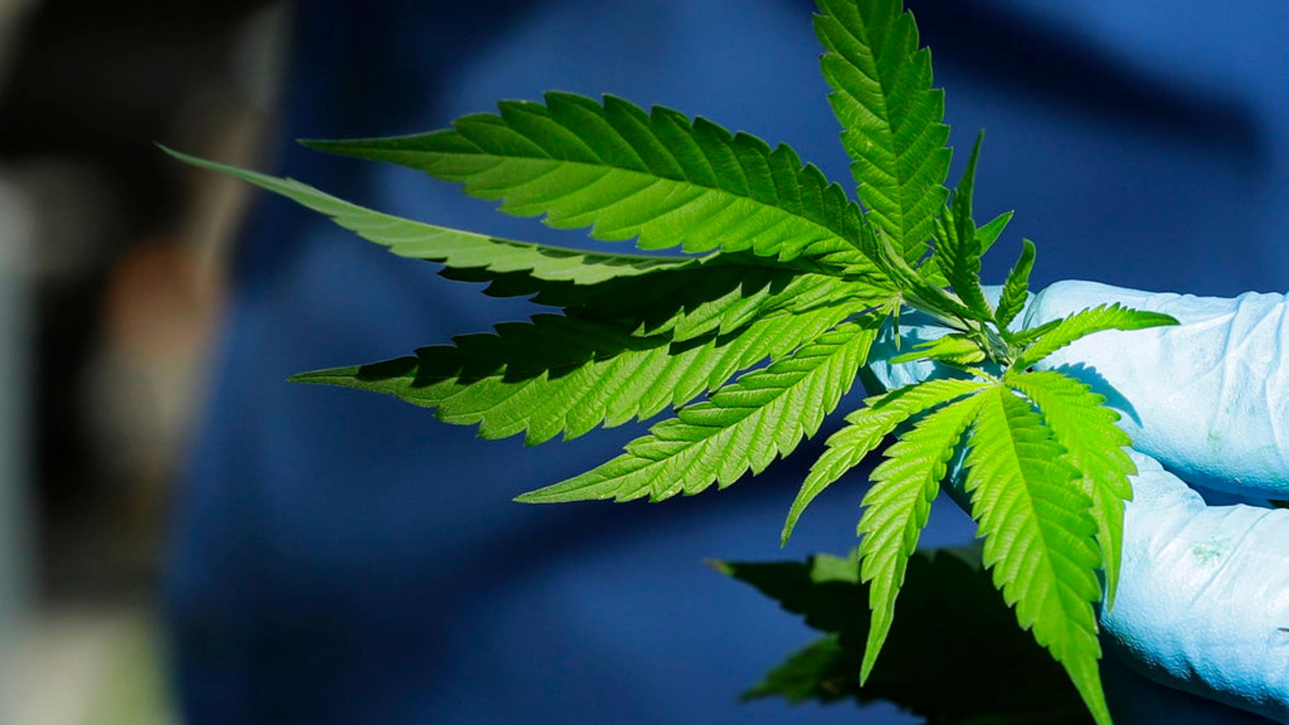 The people of North Dakota vote to legalize marijuana for recreational purposes in November.