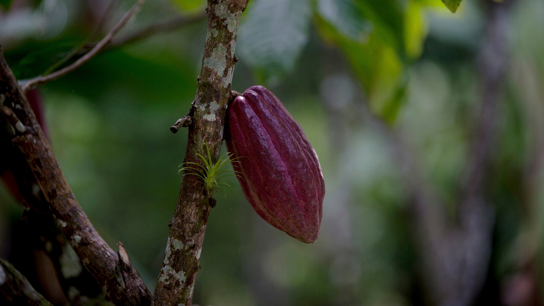 In this archive photo from April 16, 2015, a cocoa pod is hanging from a tree of the Agropampatar chocolate cooperative in El Clavo, Venezuela. (Photo AP / Fernando Llano)
