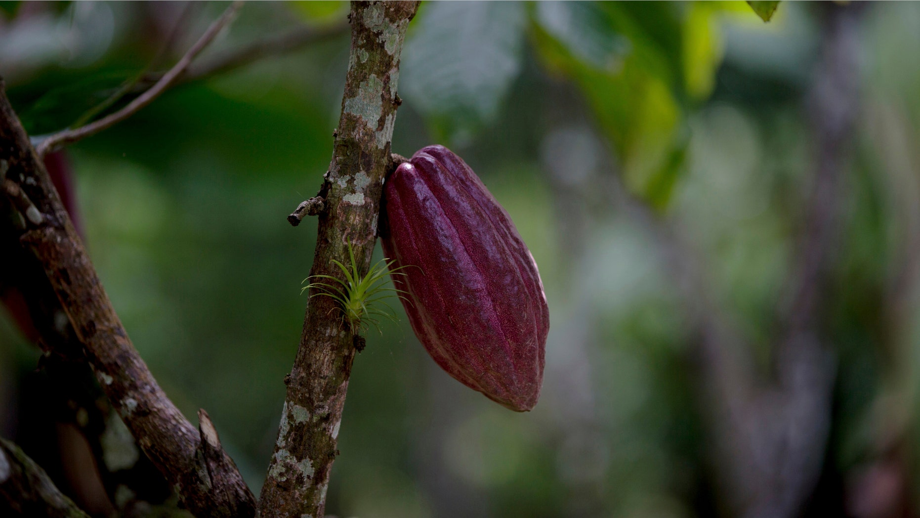 In this April 16, 2015 file photo, a cacao pod hangs from a tree at the Agropampatar chocolate farm co-op in El Clavo, Venezuela. (AP Photo/Fernando Llano)