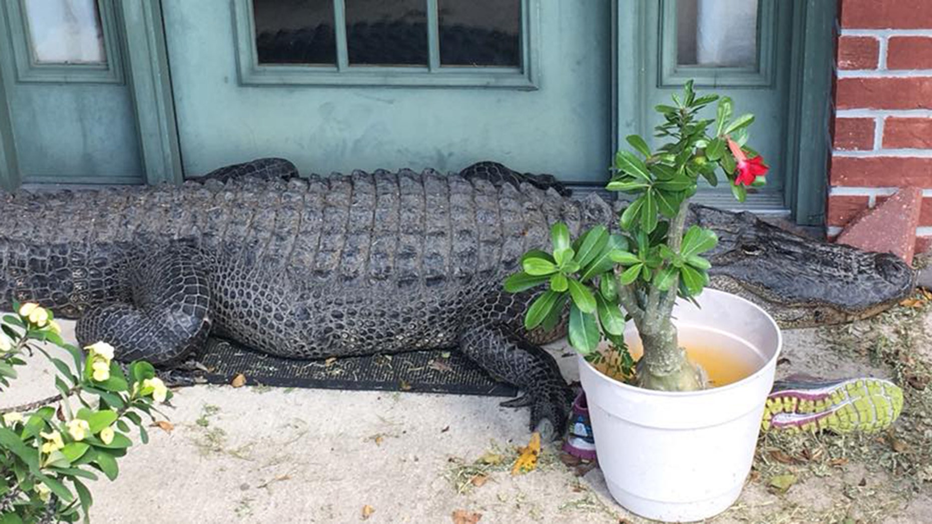 A big alligator was seen outside a house in Louisiana last week, MPs said.