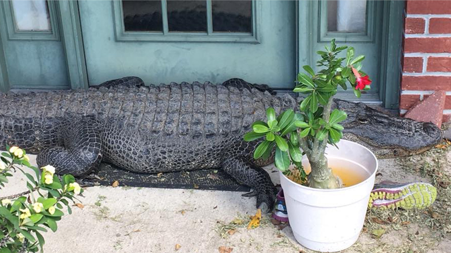 A large alligator was spotted outside a Louisiana home last week, deputies say.