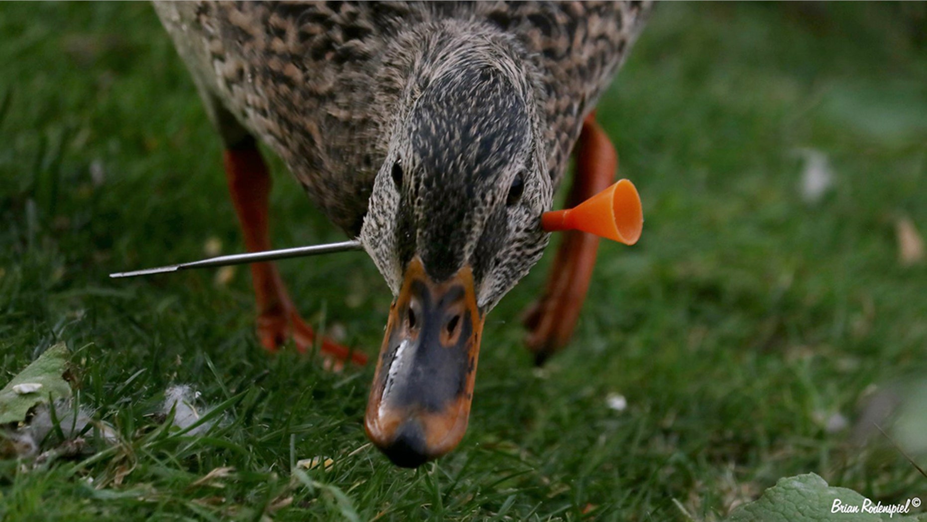 A photographer on Tuesday discovered three ducks and two geese with blow darts lodged into them at an Idaho Park.
