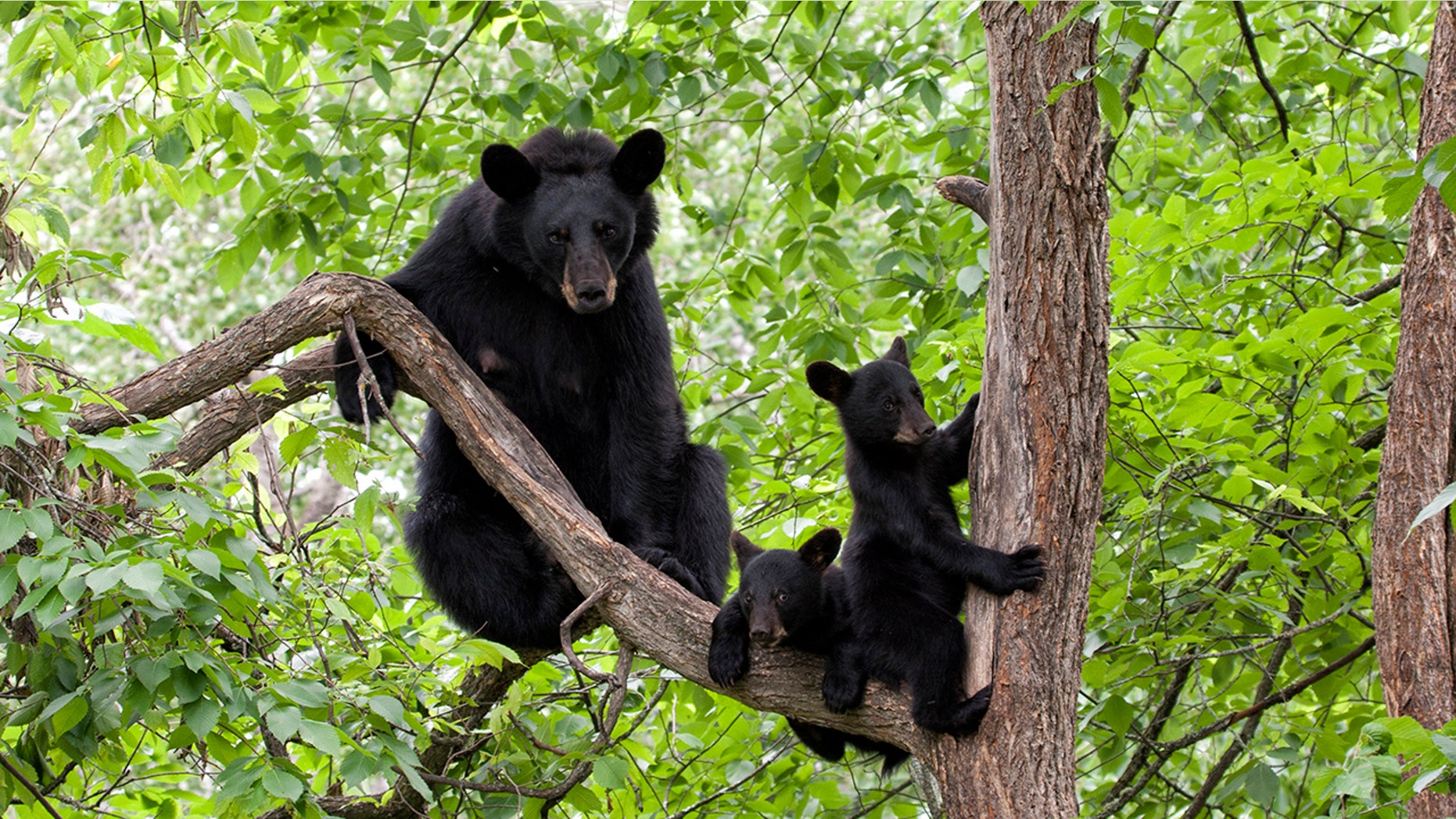 Do not sleep in the open. Bears In Trees : Virginia mother bear and 2 cubs hiding in tree cause ...