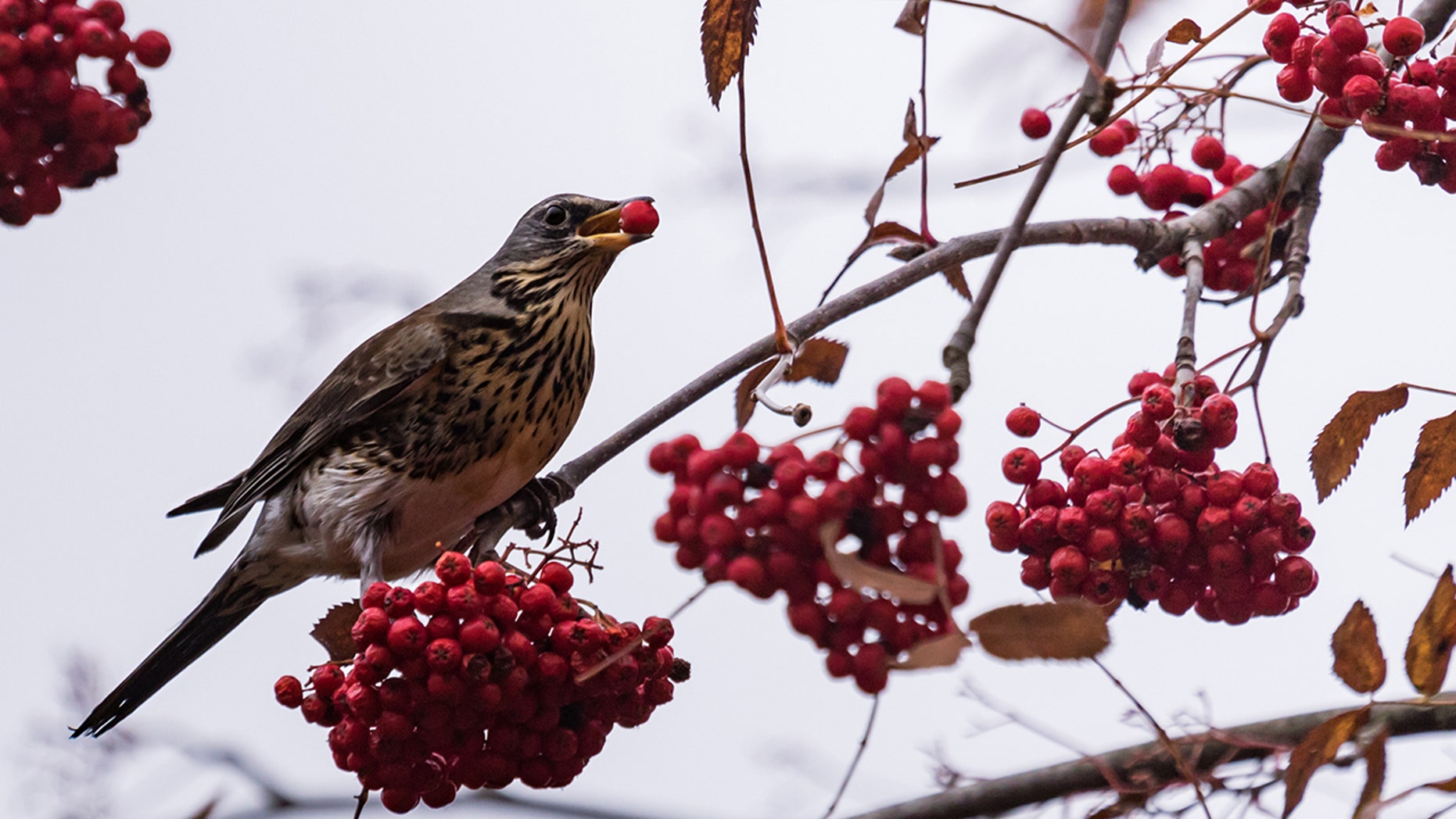 Officials in Gilbert, Minnesota, warned birds -