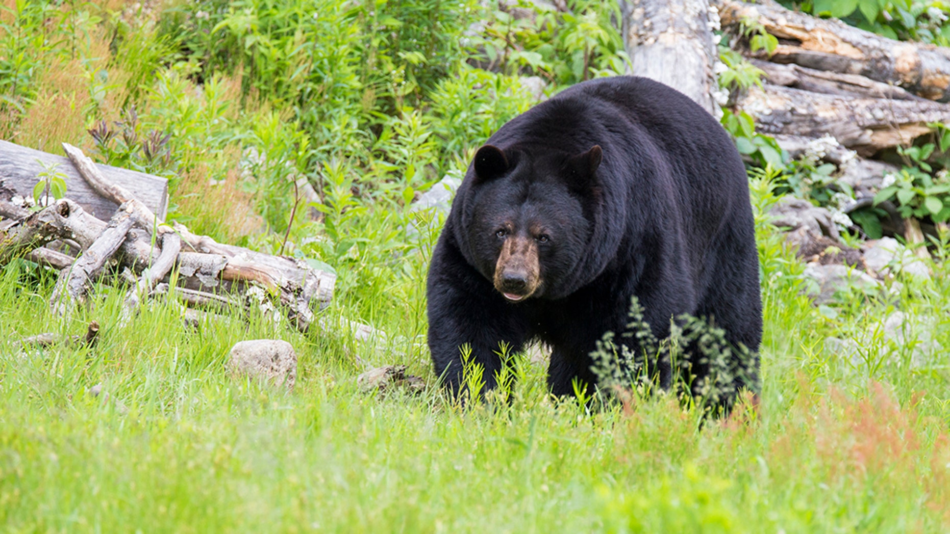 Black bear sightings in Virginia on the rise in light of acorn shortage