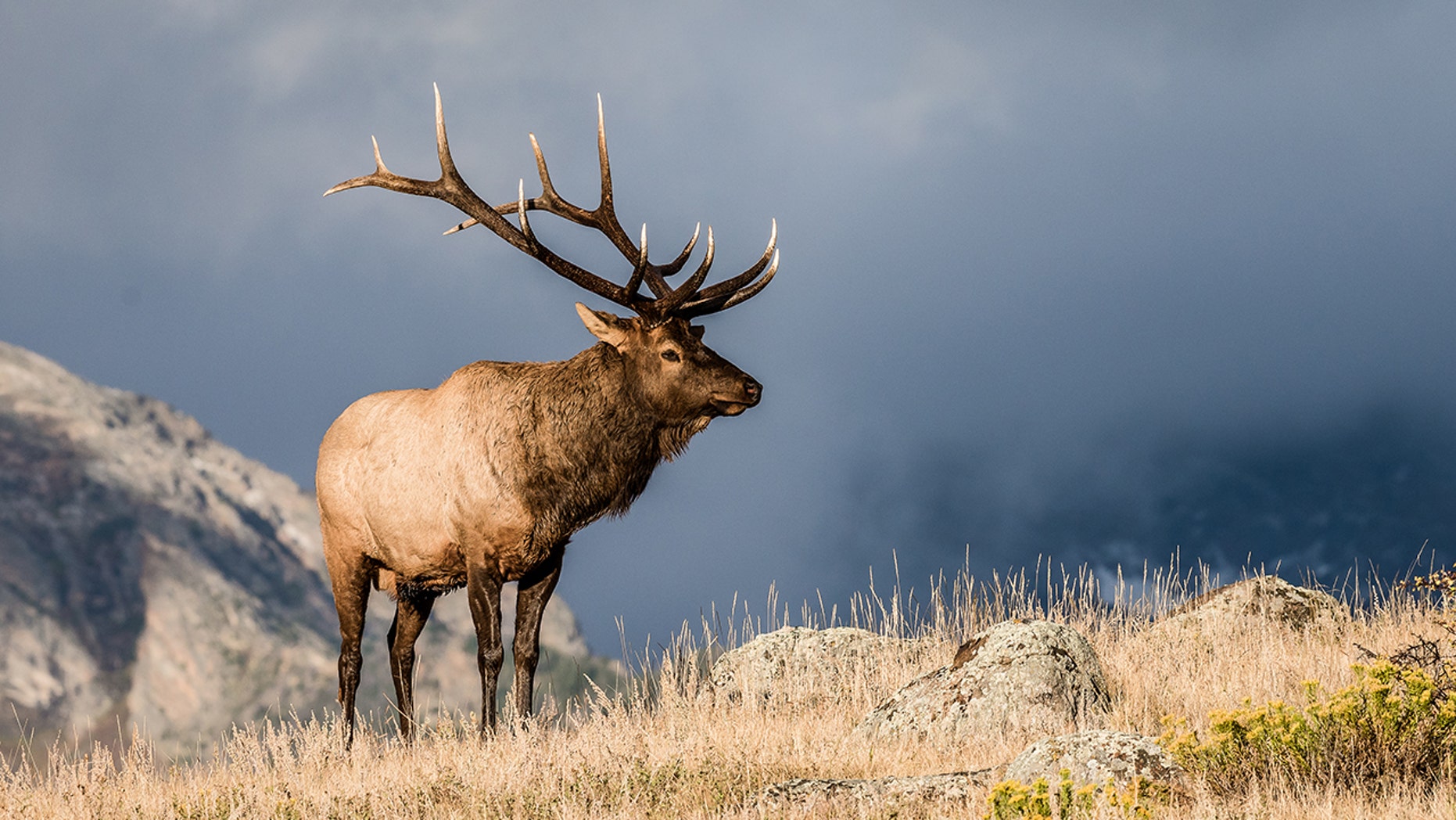 hunting elk