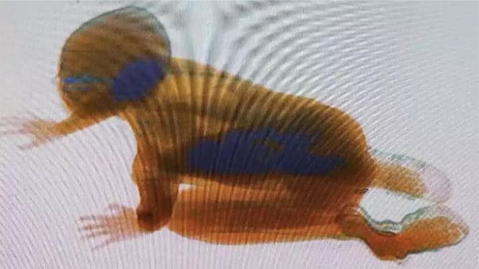 A small boy in China was captured on X-ray after crawling through a scanning machine at a train station security checkpoint.