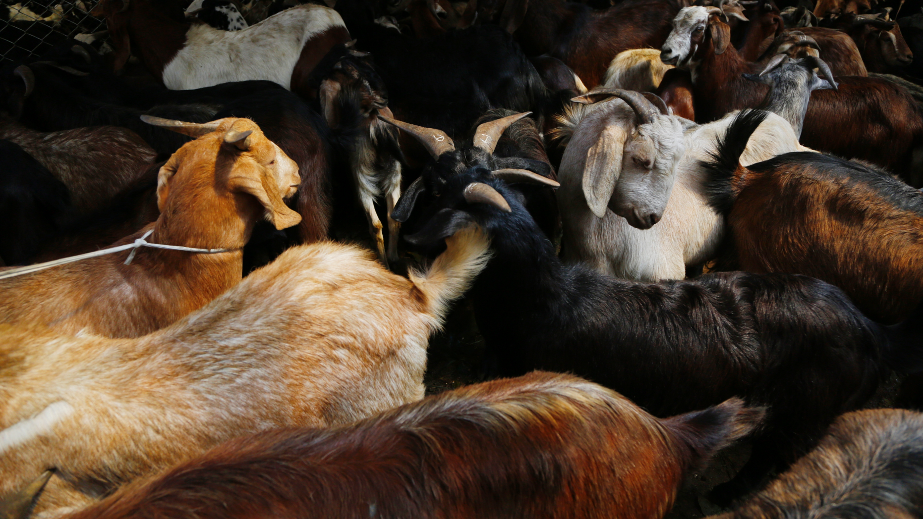 In this 2018 photo, goats stand for sale at a livestock market in Kathmandu, Nepal. (Associated Press)
