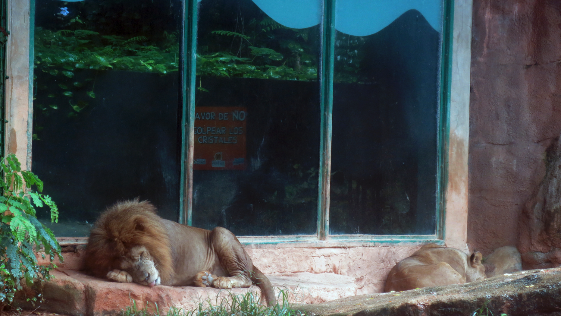 FILE - In this July 7, 2017 file photo, two lions sleep on a rainy day inside their enclosure at the Dr. Juan A. Rivero Zoo in Mayaguez, Puerto Rico. Animal rights activists are demanding that Puerto Rico permanently close its only zoo following reports of deaths and improper care. Attorney Cristina Stella said Friday, Oct. 26, 2018, that officials are violating the Animal Welfare Act and the Endangered Species Act.(AP Photo/Danica Coto, File)