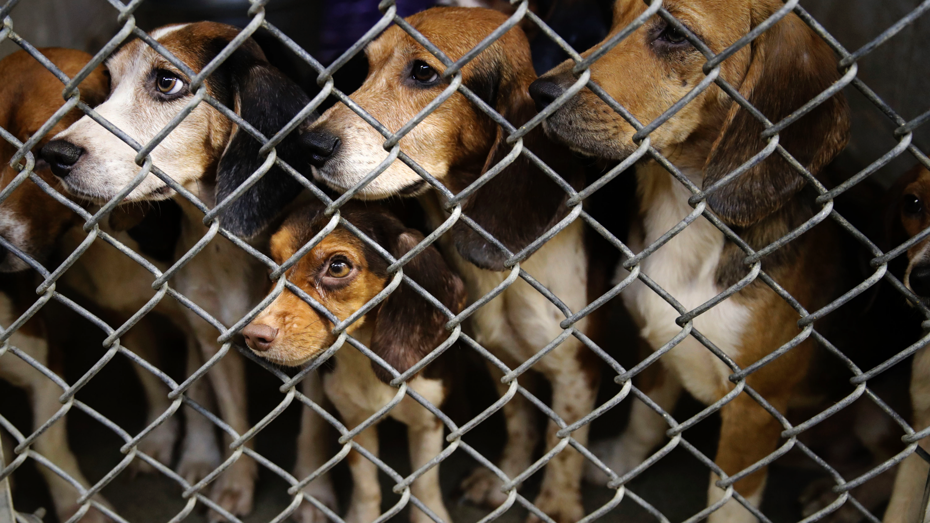 FILE - In this Oct. 8, 2018 file photo, rescued beagles peers out from their kennel at the The Lehigh County Humane Society in Allentown, Pa. The Lehigh County Humane Society started accepting adoption applications Thursday, Oct. 19, after receiving thousands of inquiries. The dogs were rescued this month from a home outside Allentown where a woman had been breeding them without a license before she died last month. (AP Photo/Matt Rourke, File)