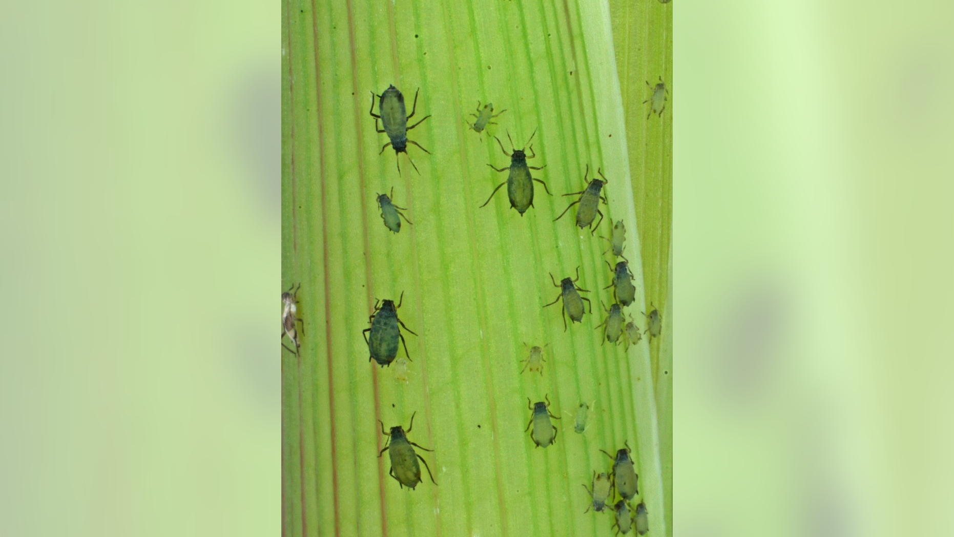 This undated photo provided by the Boyce Thompson Institute shows corn leaf aphids used in a study to modify crop plants through engineered viruses. In an opinion paper published Thursday, Oct. 4, 2018, in the journal Science, the authors say the U.S. needs to provide greater justification for the peace-time purpose of its Insect Allies project to avoid being perceived as hostile to other countries. Other experts expressed ethical and security concerns with the research, which seeks to transmit protective traits to crops already growing in the field. (Meena Haribal/Boyce Thompson Institute via AP)