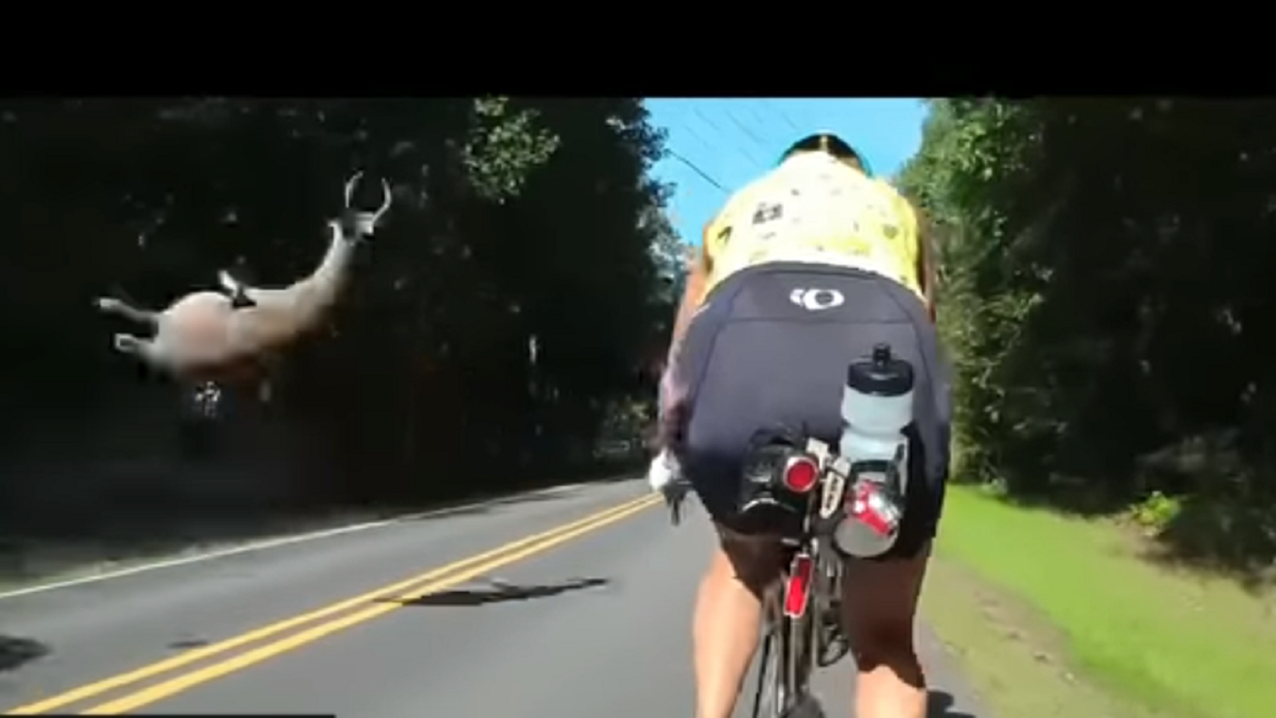 Graphic video footage captures a deer being struck by a car in North Carolina.