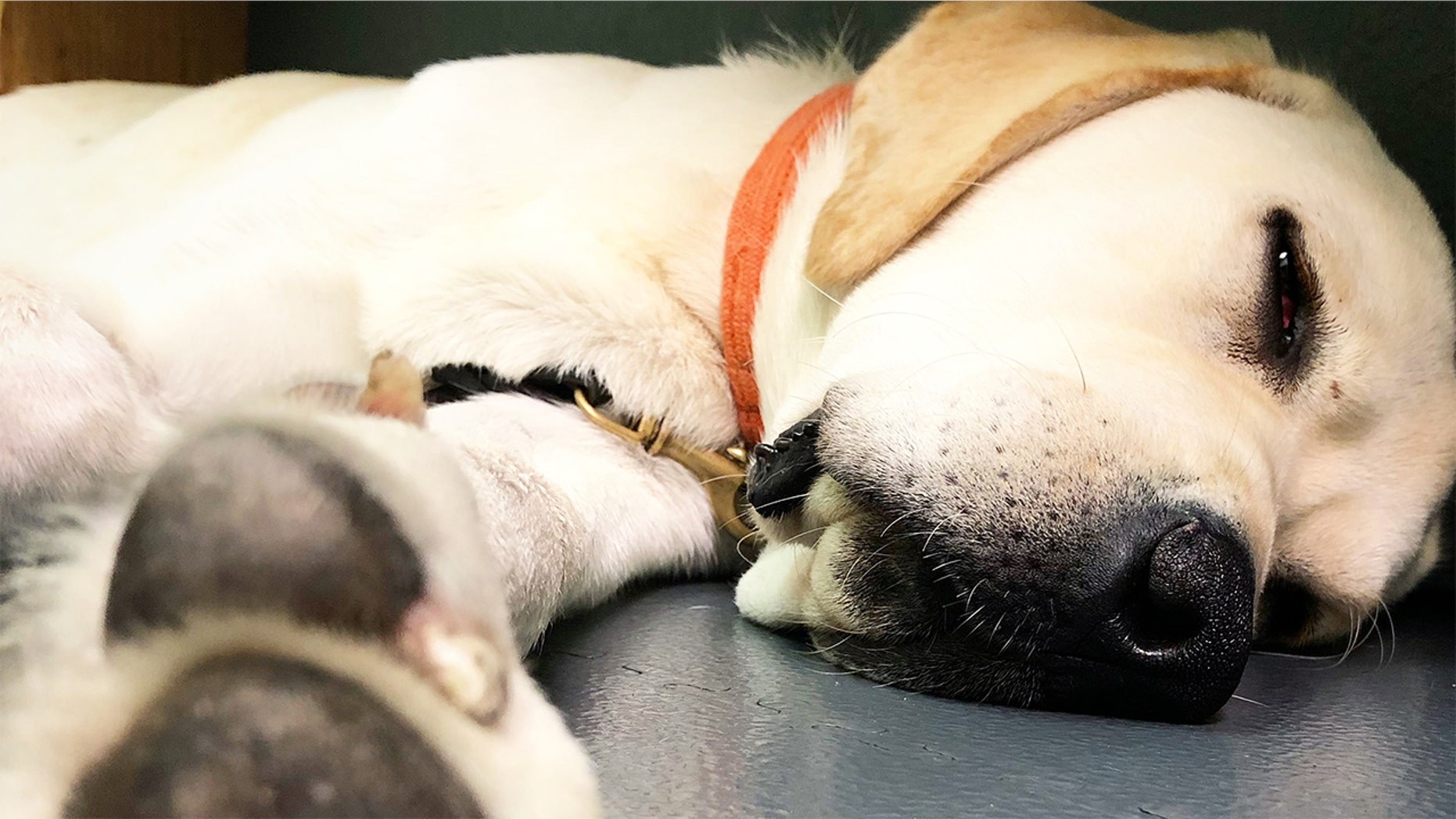 The Daily Spike How To Tell When Your Dog Is Really Sick