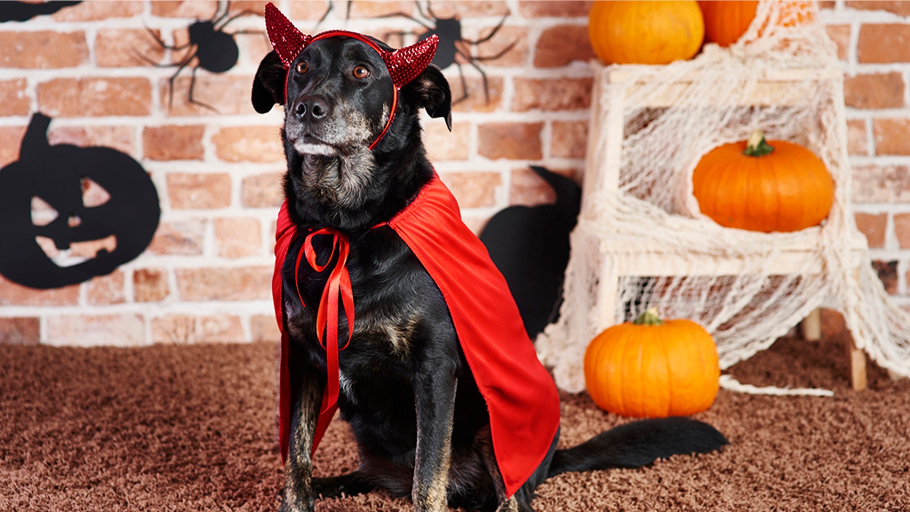 Have fun with your pet this Halloween by dressing them in a costume.