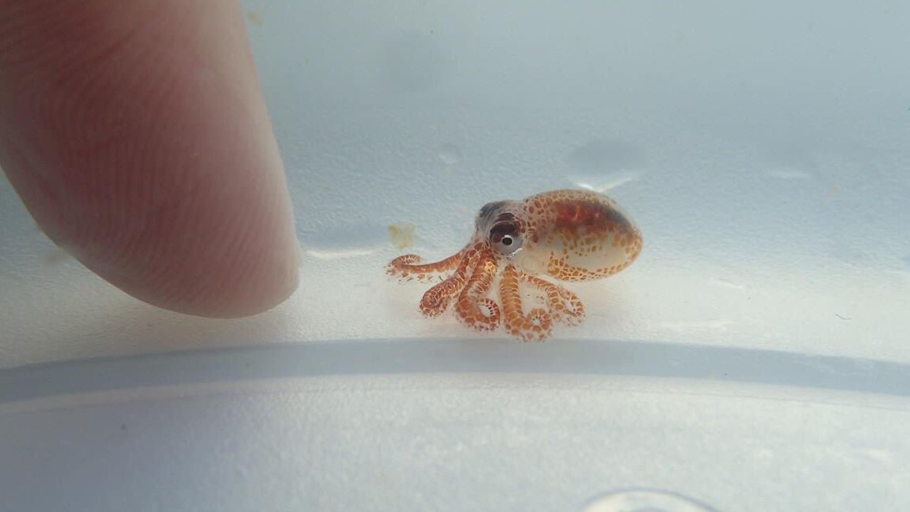 Two tiny octopuses were discovered floating on trash off the coast of Hawaii in August.