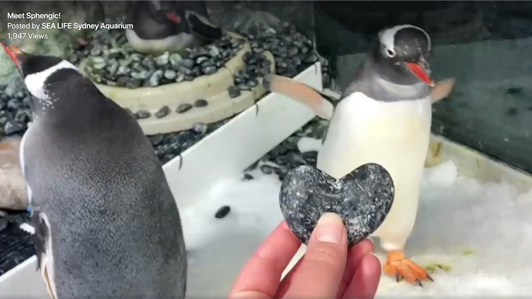 The two birds, Sphen and Magic, have been given an egg to nurture