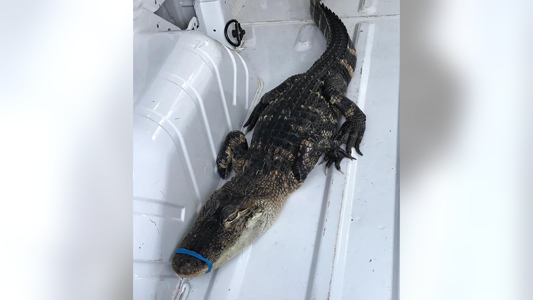 Alligator In Lake Michigan