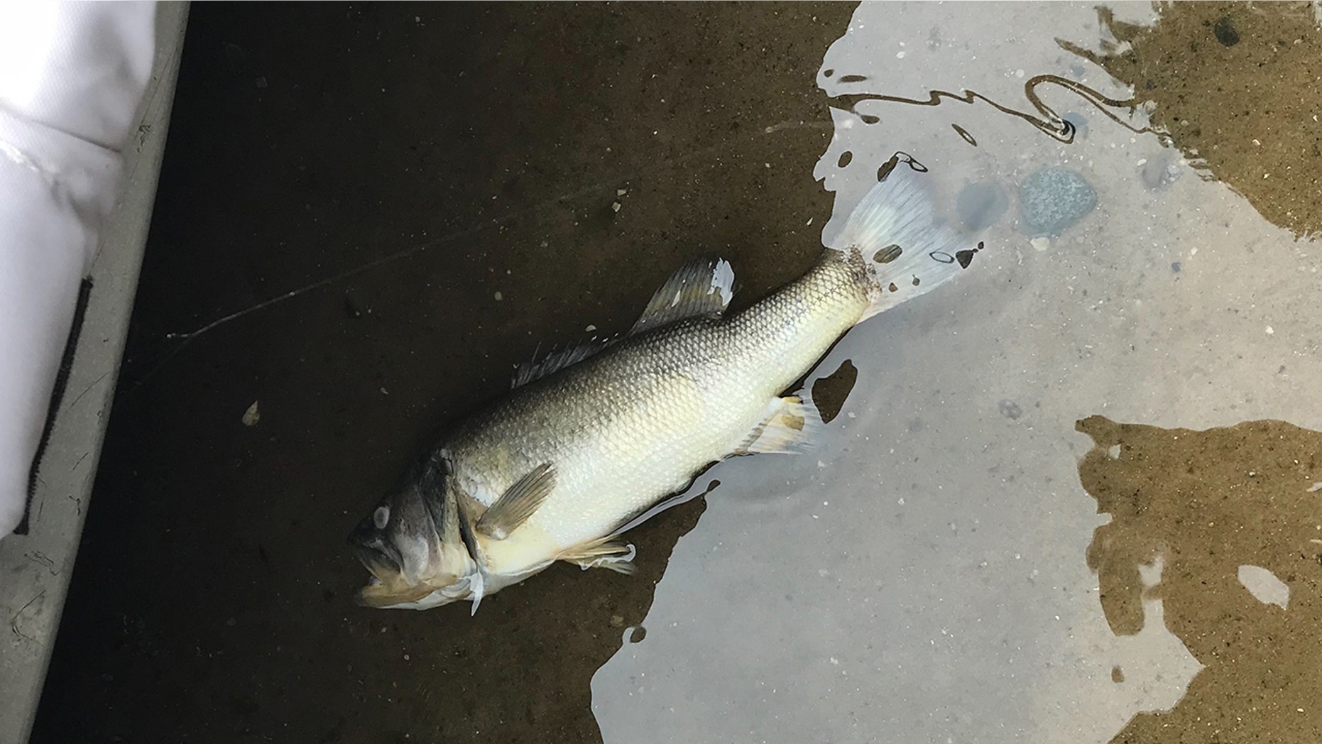 Fish infected with the largemouth bass virus cannot be treated, the Michigan DNR said.