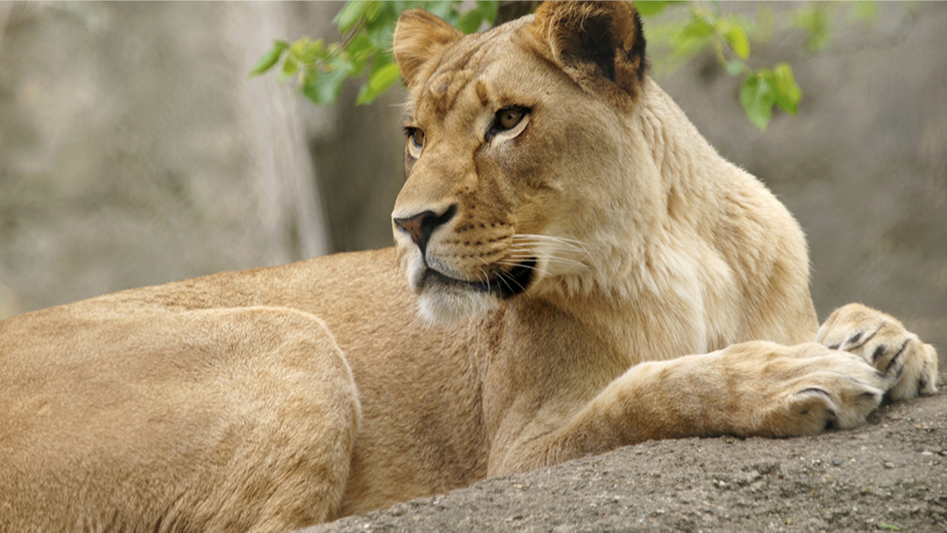 Zuri, a lioness, attacked the lion who fathered her three cubs, according to multiple reports.