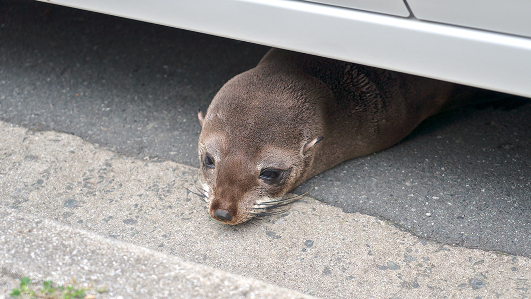 A sea lion made a “splash” in San Diego, Calif., this week.