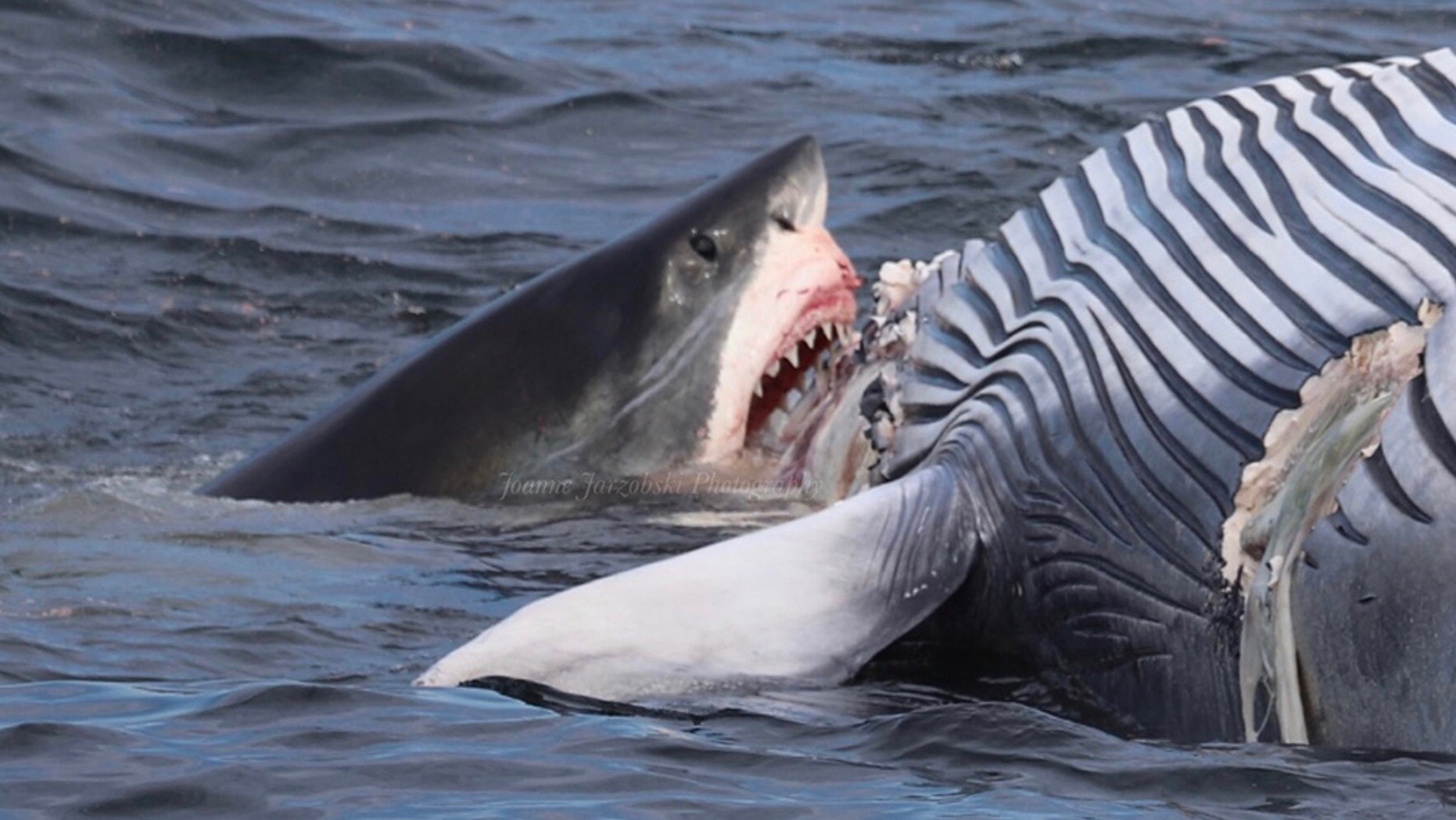 WARNING GRAPHIC IMAGES: Incredible photos show great white sharks