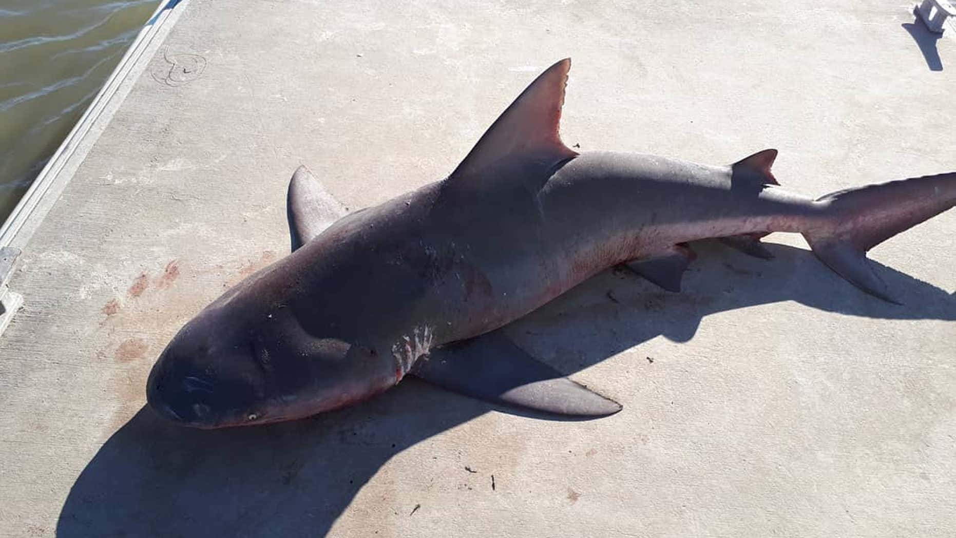 A shark terrified a family of four after it jumped into their fishing boat.